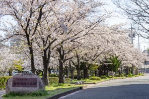 山崎川四季の森、桜、3月の春の花、名古屋市瑞穂区の観光・撮影スポットの名所
