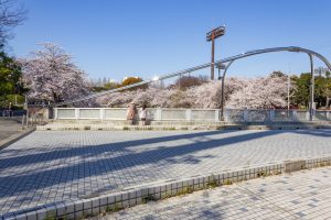 山崎川四季の森、桜、3月の春の花、名古屋市瑞穂区の観光・撮影スポットの名所