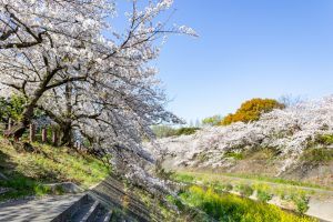 山崎川四季の森、桜、3月の春の花、名古屋市瑞穂区の観光・撮影スポットの名所
