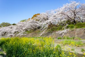 山崎川四季の森、桜、3月の春の花、名古屋市瑞穂区の観光・撮影スポットの名所
