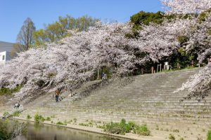 山崎川四季の森、桜、3月の春の花、名古屋市瑞穂区の観光・撮影スポットの名所