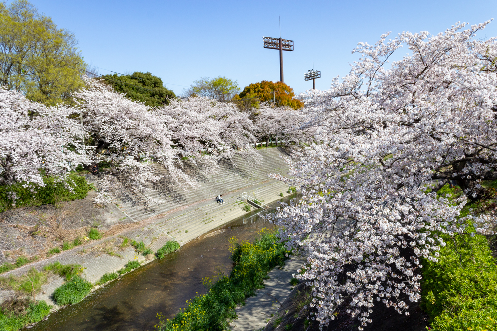 山崎川四季の森、桜、3月の春の花、名古屋市瑞穂区の観光・撮影スポットの名所