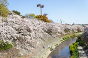 山崎川四季の森、桜、3月の春の花、名古屋市瑞穂区の観光・撮影スポットの名所
