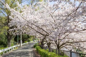 山崎川四季の森、桜、3月の春の花、名古屋市瑞穂区の観光・撮影スポットの名所