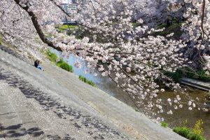 山崎川四季の森、桜、3月の春の花、名古屋市瑞穂区の観光・撮影スポットの名所