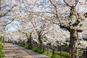 山崎川四季の森、桜、3月の春の花、名古屋市瑞穂区の観光・撮影スポットの名所