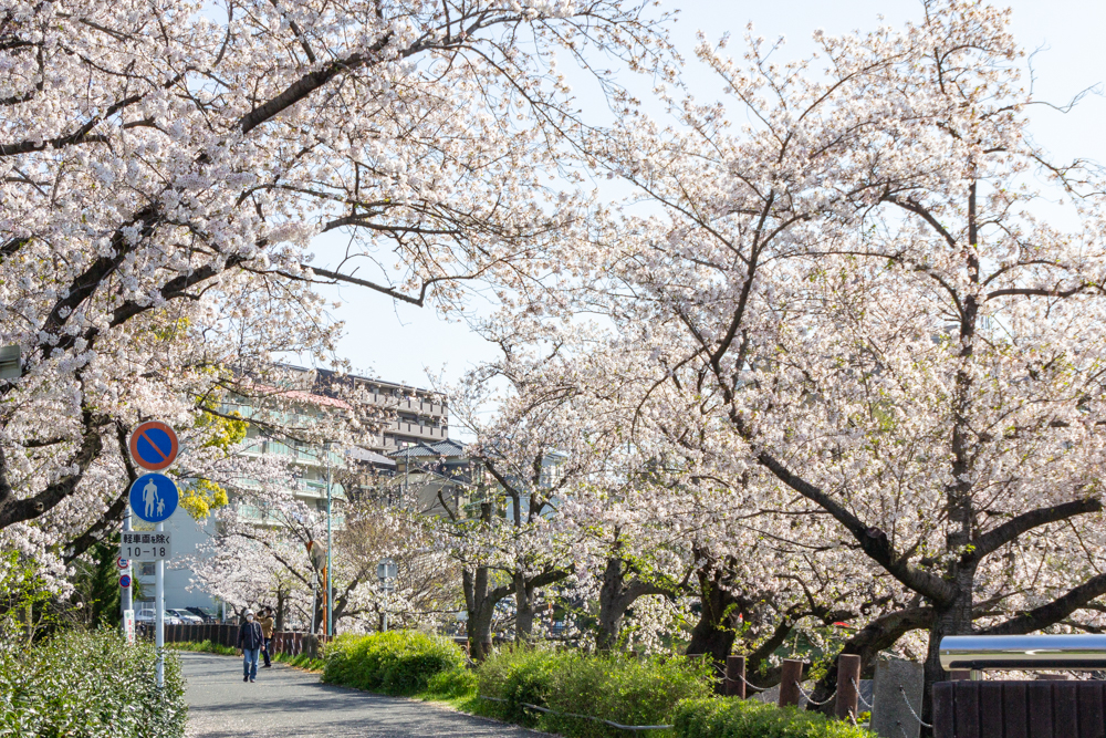 山崎川四季の森、桜、3月の春の花、名古屋市瑞穂区の観光・撮影スポットの名所