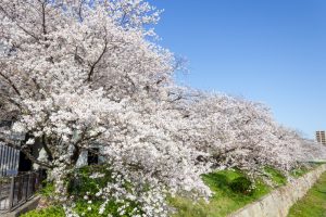 山崎川四季の森、桜、3月の春の花、名古屋市瑞穂区の観光・撮影スポットの名所