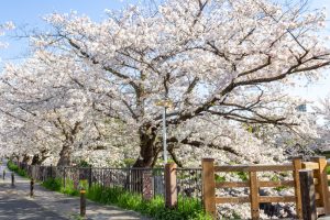 山崎川四季の森、桜、3月の春の花、名古屋市瑞穂区の観光・撮影スポットの名所