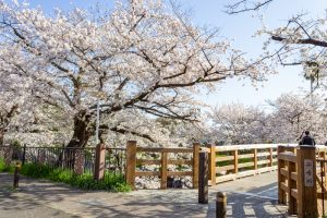 山崎川四季の森、桜、3月の春の花、名古屋市瑞穂区の観光・撮影スポットの名所