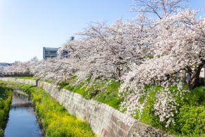 山崎川四季の森、桜、3月の春の花、名古屋市瑞穂区の観光・撮影スポットの名所