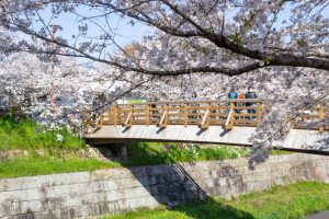 山崎川四季の森、桜、3月の春の花、名古屋市瑞穂区の観光・撮影スポットの名所