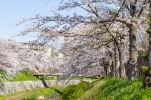 山崎川四季の森、桜、3月の春の花、名古屋市瑞穂区の観光・撮影スポットの名所
