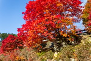 夕森公園、ど根性もみじ、11月秋、岐阜県中津川市の観光・撮影スポットの画像と写真