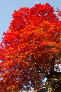 夕森公園、ど根性もみじ、11月秋、岐阜県中津川市の観光・撮影スポットの画像と写真