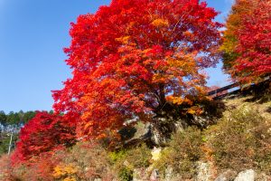 夕森公園、ど根性もみじ、11月秋、岐阜県中津川市の観光・撮影スポットの画像と写真
