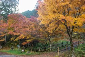夕森公園、紅葉、11月秋、岐阜県中津川市の観光・撮影スポットの画像と写真