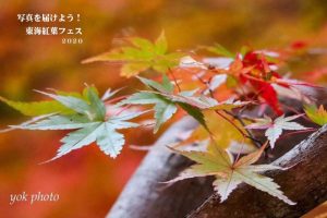 東海紅葉フェス2020