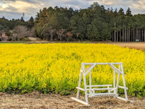 アスピア玉城、菜の花、1月の春の花、三重県度会郡の観光・撮影スポットの画像と写真