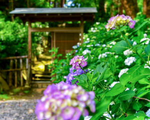 本光寺、あじさい、6月夏の花、愛知県額田郡の観光・撮影スポットの画像と写真