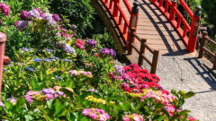 形原温泉あじさいの里、6月夏の花、愛知県蒲郡市の観光・撮影スポットの名所