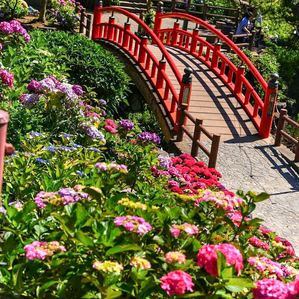 形原温泉あじさいの里、6月夏の花、愛知県蒲郡市の観光・撮影スポットの名所
