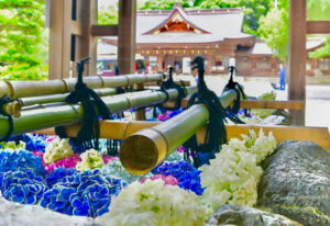 砥鹿神社、花手水舎、あじさい、6月の夏の花、愛知県豊川市の観光・撮影スポットの画像・写真
