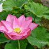 随応院、ハス、7月の夏の花、愛知県豊田市の観光・撮影スポットの画像と写真