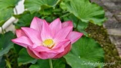 随応院、ハス、7月の夏の花、愛知県豊田市の観光・撮影スポットの画像と写真