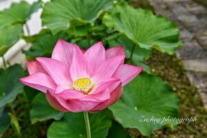 随応院、ハス、7月の夏の花、愛知県豊田市の観光・撮影スポットの画像と写真