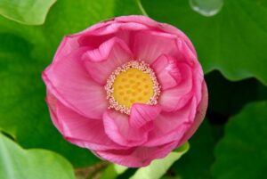 随応院、ハス、7月の夏の花、愛知県豊田市の観光・撮影スポットの画像と写真