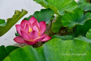 随応院、ハス、7月の夏の花、愛知県豊田市の観光・撮影スポットの画像と写真