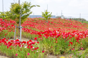 油ヶ淵水辺公園：自然ふれあい生態園、ポピー、3月春の花、愛知県安城市の観光・撮影スポットの画像と写真