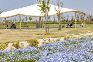 油ヶ淵水辺公園：自然ふれあい生態園、ネモフィラ、3月春の花、愛知県安城市の観光・撮影スポットの画像と写真