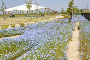 油ヶ淵水辺公園：自然ふれあい生態園、ネモフィラ、3月春の花、愛知県安城市の観光・撮影スポットの画像と写真