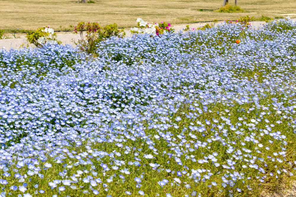 油ヶ淵水辺公園：自然ふれあい生態園、ネモフィラ、3月春の花、愛知県安城市の観光・撮影スポットの画像と写真