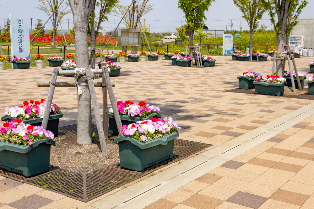 油ヶ淵水辺公園：自然ふれあい生態園、3月春の花、愛知県安城市の観光・撮影スポットの画像と写真