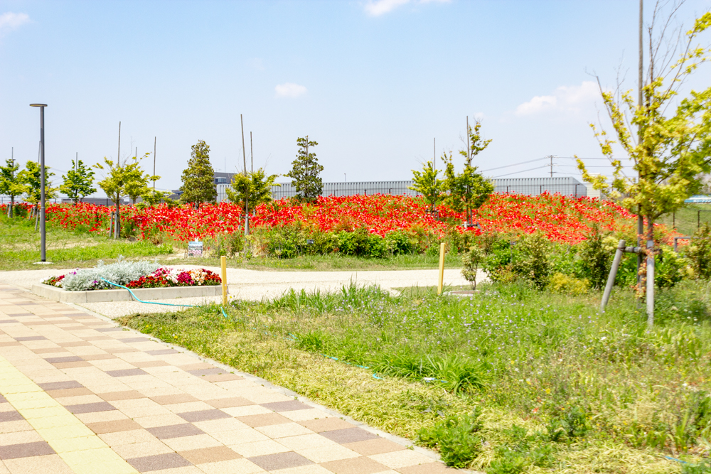 油ヶ淵水辺公園：自然ふれあい生態園、3月春の花、愛知県安城市の観光・撮影スポットの画像と写真