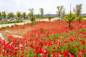 油ヶ淵水辺公園：自然ふれあい生態園、ポピー、3月春の花、愛知県安城市の観光・撮影スポットの画像と写真