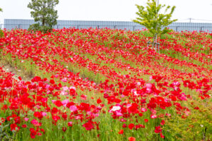 油ヶ淵水辺公園：自然ふれあい生態園、ポピー、3月春の花、愛知県安城市の観光・撮影スポットの画像と写真