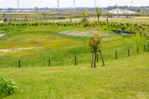 油ヶ淵水辺公園：自然ふれあい生態園、3月春の花、愛知県安城市の観光・撮影スポットの画像と写真