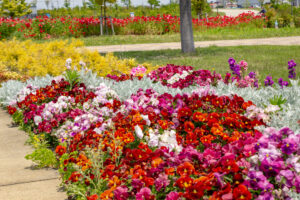 油ヶ淵水辺公園：自然ふれあい生態園、3月春の花、愛知県安城市の観光・撮影スポットの画像と写真