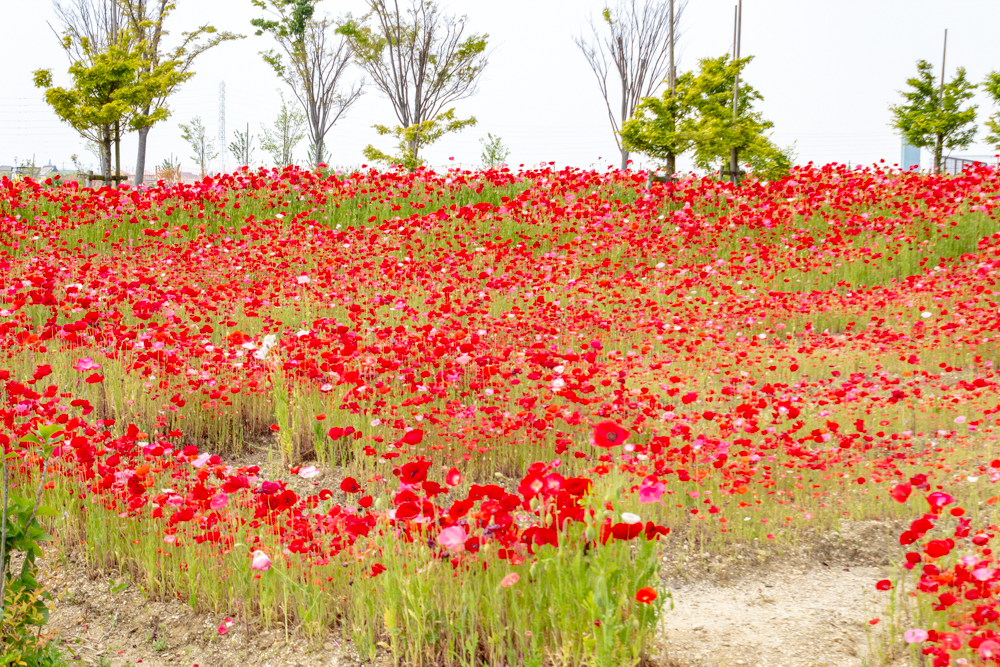 油ヶ淵水辺公園：自然ふれあい生態園、ポピー、3月春の花、愛知県安城市の観光・撮影スポットの画像と写真