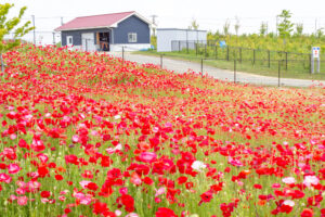 油ヶ淵水辺公園：自然ふれあい生態園、ポピー、3月春の花、愛知県安城市の観光・撮影スポットの画像と写真