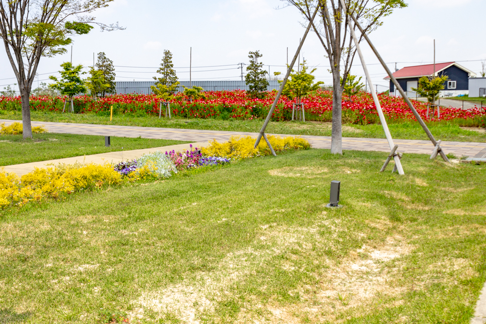 油ヶ淵水辺公園：自然ふれあい生態園、ポピー、3月春の花、愛知県安城市の観光・撮影スポットの画像と写真