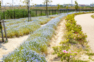 油ヶ淵水辺公園：自然ふれあい生態園、ネモフィラ、3月春の花、愛知県安城市の観光・撮影スポットの画像と写真
