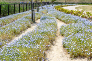 油ヶ淵水辺公園：自然ふれあい生態園、ネモフィラ、3月春の花、愛知県安城市の観光・撮影スポットの画像と写真