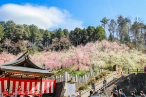 大縣神社、しだれ梅、梅園、2月の春の花、愛知県犬山市の観光・撮影スポットの画像と写真