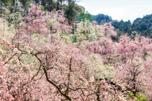 大縣神社、しだれ梅、梅園、2月の春の花、愛知県犬山市の観光・撮影スポットの画像と写真
