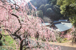 大縣神社、しだれ梅、梅園、2月の春の花、愛知県犬山市の観光・撮影スポットの画像と写真